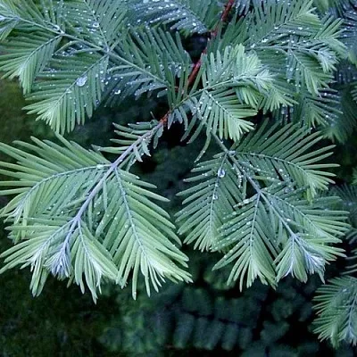 Метасеквойя  Метасеквойя в Москве