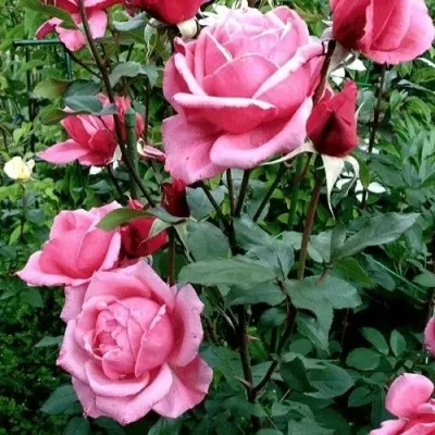 Саженцы роз ЭЙФЕЛЕВА БАШНЯ чайно-гибридная — описание сорта Саженцы роз ЭЙФЕЛЕВА БАШНЯ чайно-гибридная в Москве