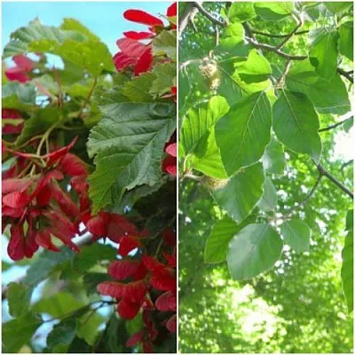 Комплект ЗЕЛЕНОЕ ЧУДО  Комплект ЗЕЛЕНОЕ ЧУДО в Москве