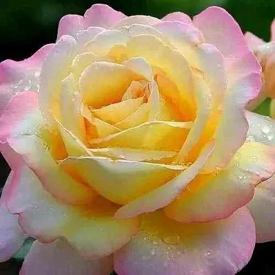 Саженцы роз ГЛОРИЯ ДЕЙ чайно-гибридная  Саженцы роз ГЛОРИЯ ДЕЙ чайно-гибридная в Москве