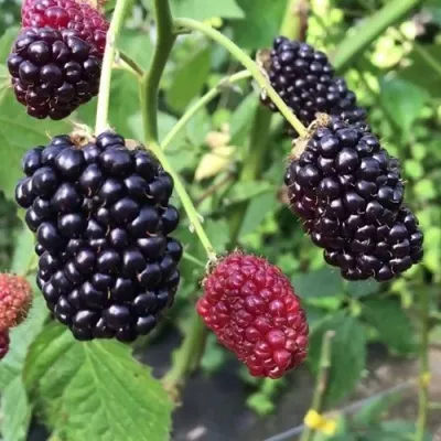 Ежевика ПРАЙМ АРК ФРИДОМ ремонтантная в Москве