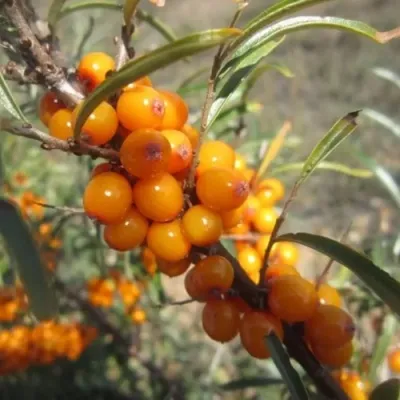 Облепиха СУДАРУШКА — описание сорта Облепиха СУДАРУШКА в Москве