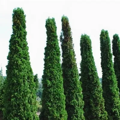 Туя ДЕГРУТ СПАЙР западная — описание сорта Туя ДЕГРУТ СПАЙР западная в Москве