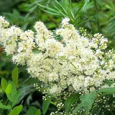 Рябинник рябинолистный — описание сорта Рябинник рябинолистный в Москве