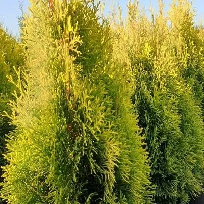 Туя ГОЛДЕН СМАРАГД западная  Туя ГОЛДЕН СМАРАГД западная в Москве