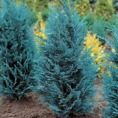 Кипарисовик ВАН ПЕЛЬТС БЛЮ лавсона — описание сорта Кипарисовик ВАН ПЕЛЬТС БЛЮ лавсона в Москве