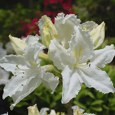 Азалия ОКСИДОЛ листопадная  Азалия ОКСИДОЛ листопадная в Москве