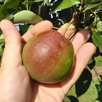 Груша КУПАЛА в Москве