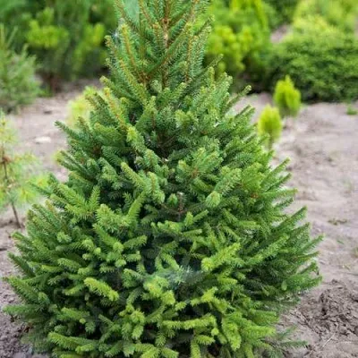 Ель КОМПАКТА обыкновенная — описание сорта Ель КОМПАКТА обыкновенная в Москве