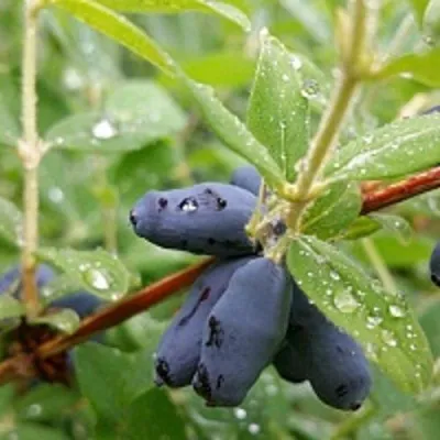 Жимолость съедобная ГОЛУБОЕ ВЕРЕТЕНО — описание сорта Жимолость съедобная ГОЛУБОЕ ВЕРЕТЕНО в Москве