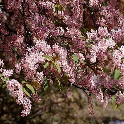 Черемуха  Черемуха в Москве