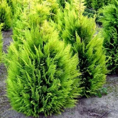 Кипарисовик ИВОНЕ лавсана — описание сорта Кипарисовик ИВОНЕ лавсана в Москве