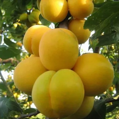 Слива ЛОДВА в Москве