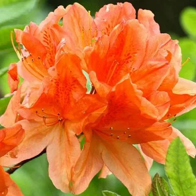 Азалия ГЕЙША ОРАНЖ японская  Азалия ГЕЙША ОРАНЖ японская в Москве