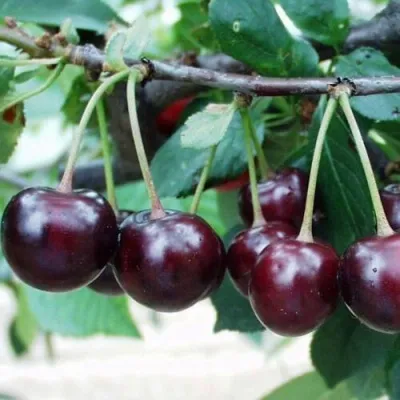 Вишня МОРОЗОВКА — описание сорта Вишня МОРОЗОВКА в Москве