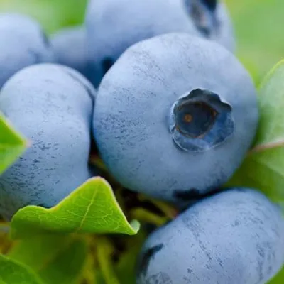 Голубика ГЕРБЕРТ — описание сорта Голубика ГЕРБЕРТ в Москве