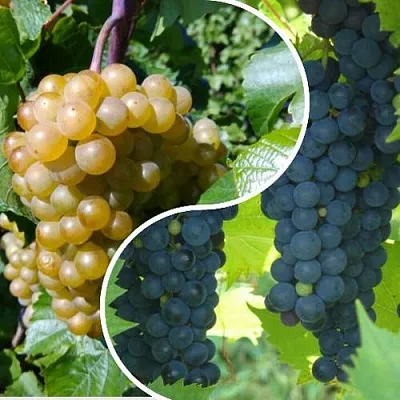 Комплект ИНЬ-ЯНЬ  Комплект ИНЬ-ЯНЬ в Москве