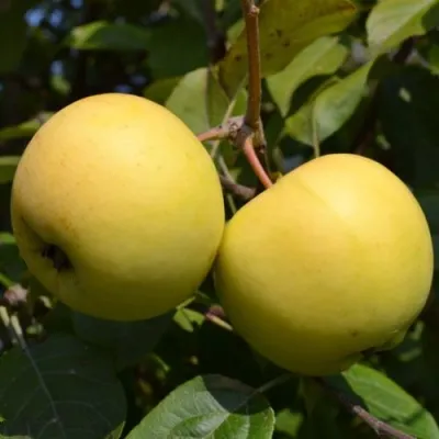 Яблоня ПАПИРОЯНТАРНОЕ — описание сорта Яблоня ПАПИРОЯНТАРНОЕ в Москве