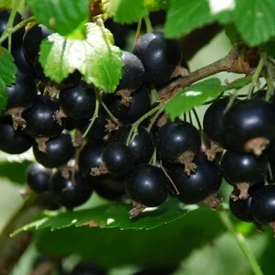 Смородина черная ГЛОБУС  Смородина черная ГЛОБУС в Москве