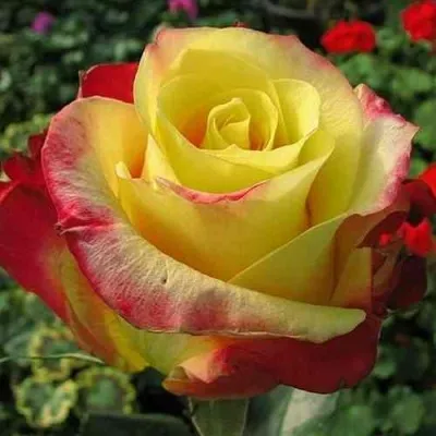 Саженцы роз ХОТ МЕРЕНГА чайно-гибридная — описание сорта Саженцы роз ХОТ МЕРЕНГА чайно-гибридная в Москве