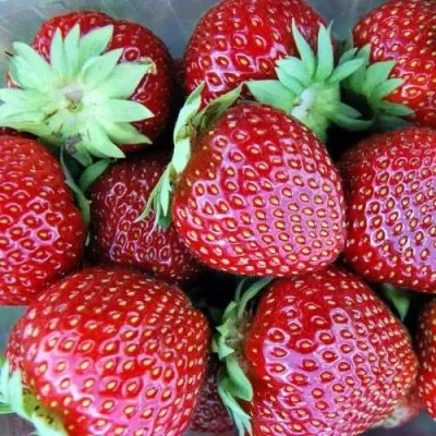 Клубника МАЛЬВИНА — описание сорта Клубника МАЛЬВИНА в Москве