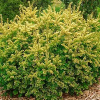 Тис ЭЛЕГАНТИССИМА ягодный — описание сорта Тис ЭЛЕГАНТИССИМА ягодный в Москве