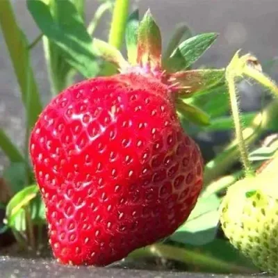 Клубника ХОНЕЙ — описание сорта Клубника ХОНЕЙ в Москве