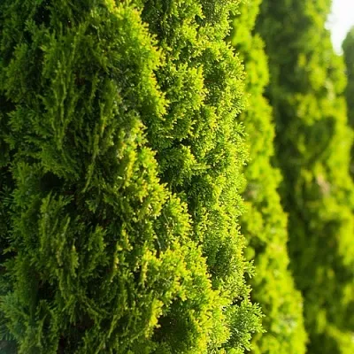 Туя  Туя в Москве