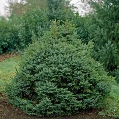 Ель НАНА сербская — описание сорта Ель НАНА сербская в Москве