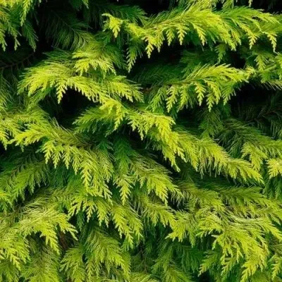 Кипарисовик ГОЛДЕН ВОНДЕР лавсона — описание сорта Кипарисовик ГОЛДЕН ВОНДЕР лавсона в Москве