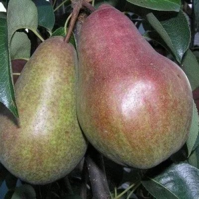 Груша БРЯНСКАЯ КРАСАВИЦА — описание сорта Груша БРЯНСКАЯ КРАСАВИЦА в Москве