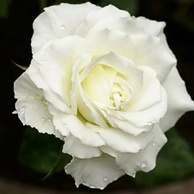 Саженцы роз МОНДИАЛЬ чайно-гибридная — описание сорта Саженцы роз МОНДИАЛЬ чайно-гибридная в Москве