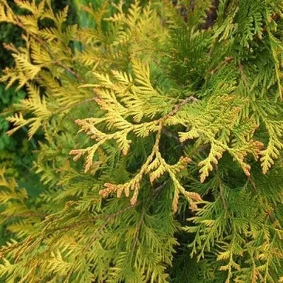 Туя ГОЛДЕН БРАБАНТ западная — описание сорта Туя ГОЛДЕН БРАБАНТ западная в Москве