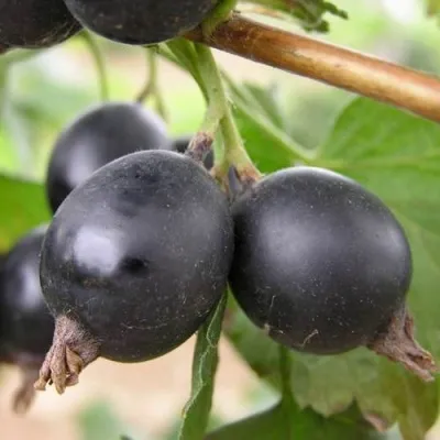 ЙОШТА — описание сорта ЙОШТА в Москве