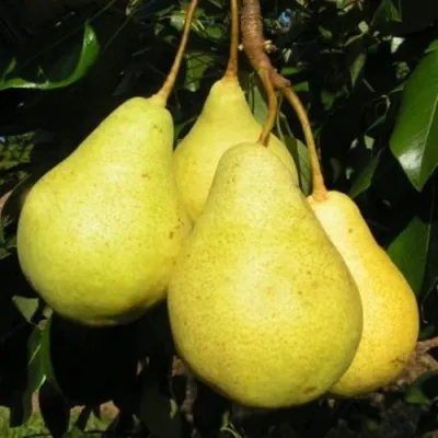 Груша ВИЛИЯ — описание сорта Груша ВИЛИЯ в Москве