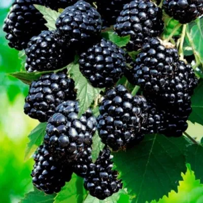 Ежевика ЛОХТЕЙ бесшипная — описание сорта Ежевика ЛОХТЕЙ бесшипная в Москве