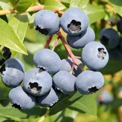 Голубика КРОЭТЭН — описание сорта Голубика КРОЭТЭН в Москве