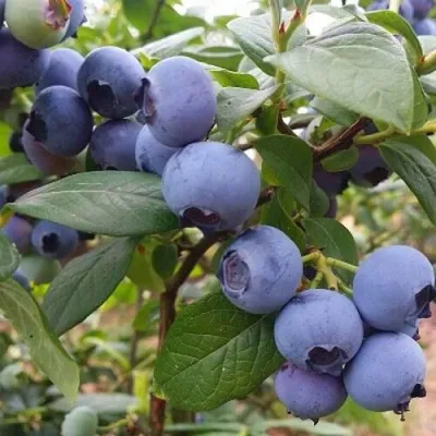 Голубика БЛЮГОЛД — описание сорта Голубика БЛЮГОЛД в Москве