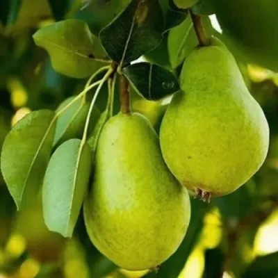 Груша СЕВЕРЯНКА колонновидная в Москве