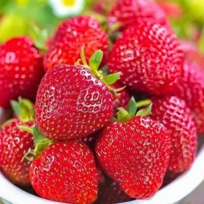 Клубника СИЛЬВИЯ — описание сорта Клубника СИЛЬВИЯ в Москве