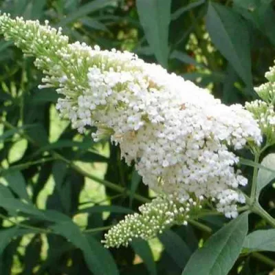 Буддлея давида ВАЙТ ПРОФЬЮЖН — описание сорта Буддлея давида ВАЙТ ПРОФЬЮЖН в Москве