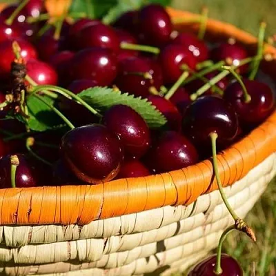 Вишня НЕСВИЖСКАЯ  Вишня НЕСВИЖСКАЯ в Москве