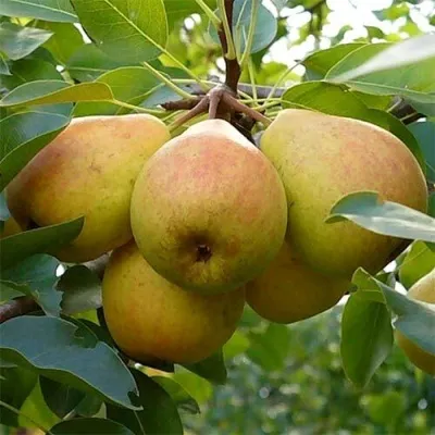 Груша ДОБРЯНКА — описание сорта Груша ДОБРЯНКА в Москве