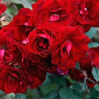 Саженцы роз ЧАМПЛЕЙН флорибунда — описание сорта Саженцы роз ЧАМПЛЕЙН флорибунда в Москве