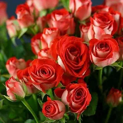 Саженцы роз ЗОДИАК спрей  Саженцы роз ЗОДИАК спрей в Москве