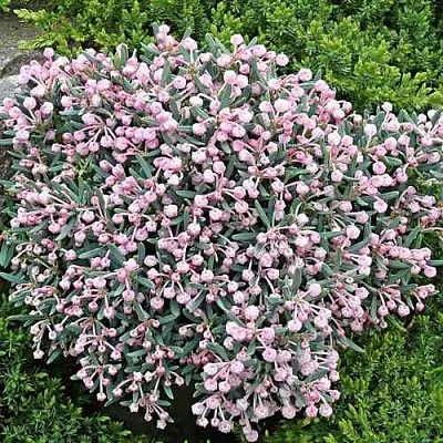 Андромеда БЛЮ АЙС многолистная  Андромеда БЛЮ АЙС многолистная в Москве