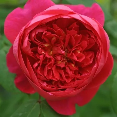 Саженцы роз БЕНДЖАМИН БРИТТЕН шраб  Саженцы роз БЕНДЖАМИН БРИТТЕН шраб в Москве