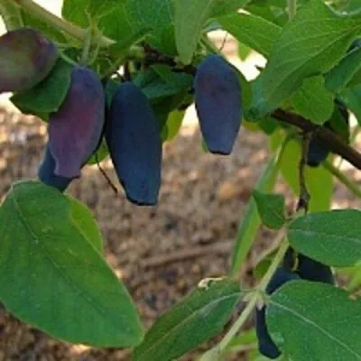 Жимолость съедобная ПАВЛОВСКАЯ — описание сорта Жимолость съедобная ПАВЛОВСКАЯ в Москве