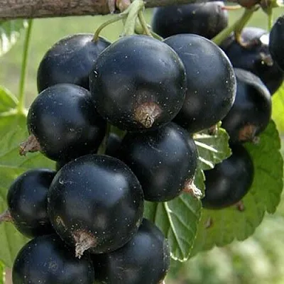 Смородина черная КЛУССОНОВСКАЯ  Смородина черная КЛУССОНОВСКАЯ в Москве