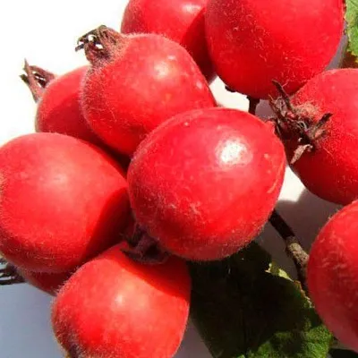 Боярышник  Боярышник в Москве